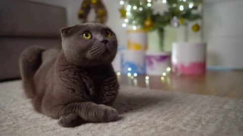Cat is sitting next to a Christmas tree with a garland Stock Footage 166031133