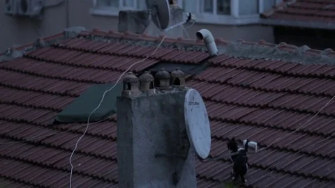 A cat sitting next to a satelite dish on a roof Stock Footage 75212003