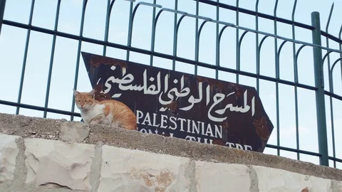 Cat is sitting next to sign in Jerusalem old town. Video stock 102839714