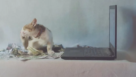 Cat sitting on the notebook, dollar on the white background. Concept business Video stock 111622607