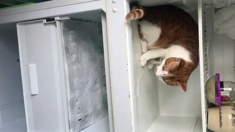 The cat is sitting in the open refrigerator. Peeking out of the freezer. Stock Footage 277112135