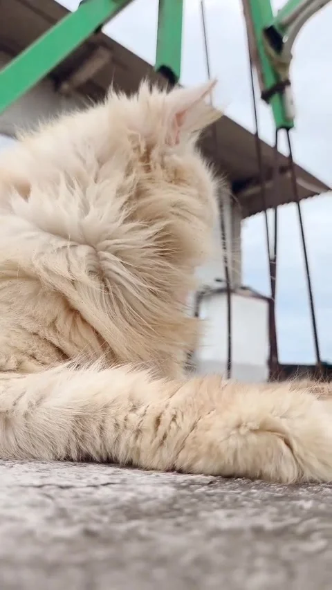 Cat sitting outdoors 库存影片 268444797