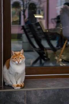 Cat sitting outside cafe window with reflections of people inside. Ginger cat Stock Photos