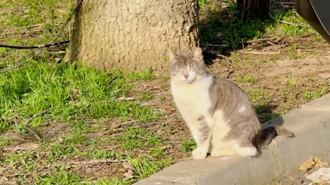 Cat sitting outside during sunny day Stock Footage 341436827