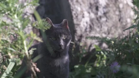 Cat sitting outside in front of a stone Stock Footage 232548423