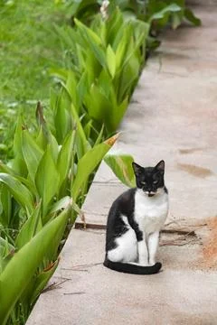 A cat sitting outside on a path with plants in Turkey Stock Photos