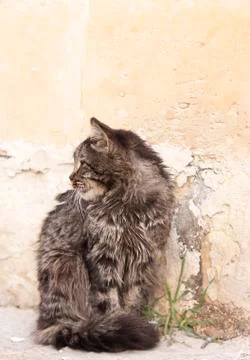 Cat sitting outside Stock Photos