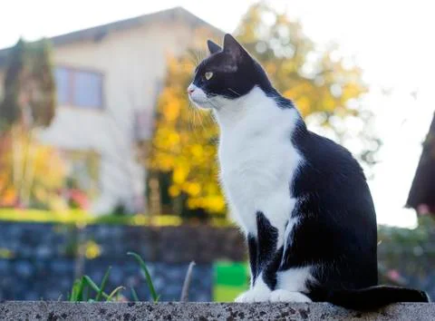 Cat sitting outside Stock Photos