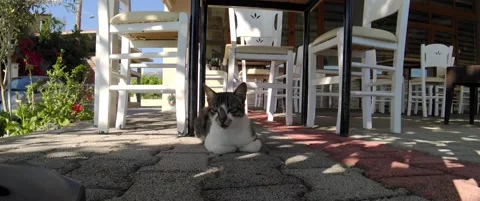 Cat sitting outside of Restaurant, Anamorphic 스톡 동영상 143152132