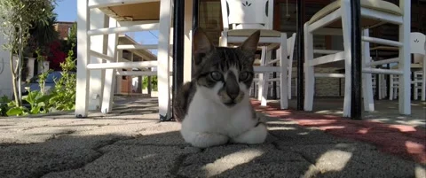 Cat sitting outside of Restaurant, then getting up, Anamorphic Stock Footage