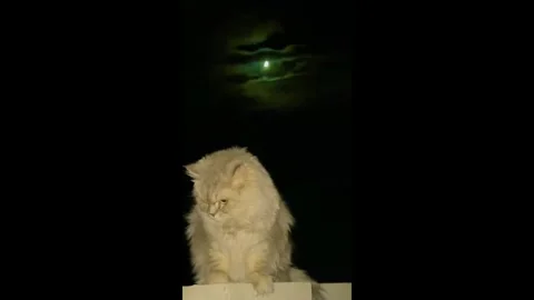 Cat Sitting Outside Under a Full Moon at Night Видео 338133106