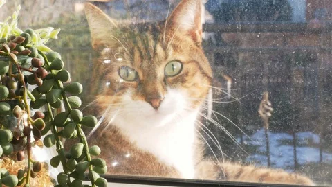 The cat is sitting outside the window, looking at the camera Stock-Footage 103396878