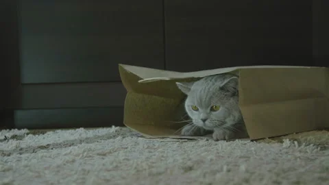 Cat sitting in paper bag. Zero waste. Big fluffy cat look funny. 库存影片 120607729