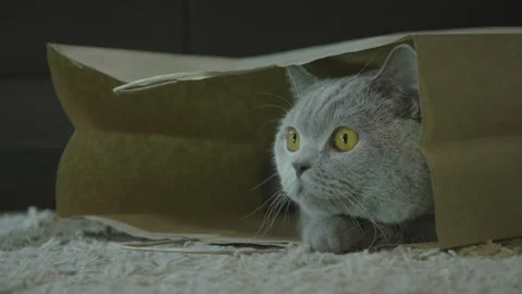 Cat sitting in paper bag. Zero waste. Big fluffy cat look funny. 库存影片 120608175