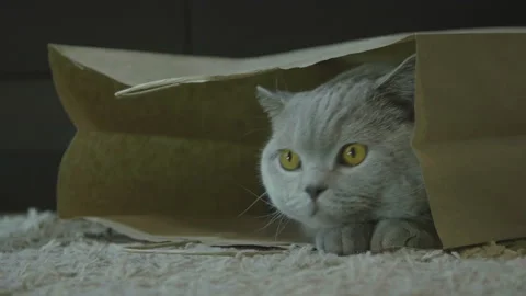 Cat sitting in paper bag. Zero waste. Big fluffy cat look funny. Stock Footage 120608464