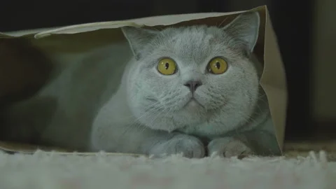 Cat sitting in paper bag. Zero waste. Big fluffy cat look funny. 库存影片 120608731