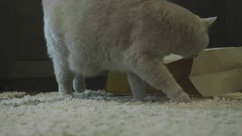 Cat sitting in paper bag. Zero waste. Big fluffy cat look funny. 库存影片 120612595