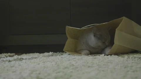 Cat sitting in paper bag. Zero waste. Big fluffy cat look funny. 库存影片 120612683