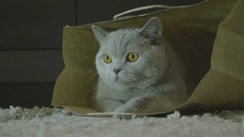 Cat sitting in paper bag. Zero waste. Big fluffy cat look funny. 库存影片 120613077