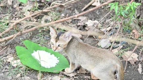 Cat sitting on a patch of grass. Stock Footage 295772087