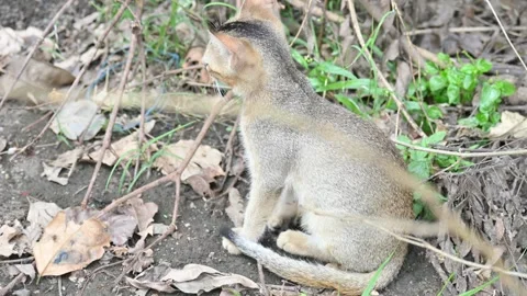 Cat sitting on a patch of grass. Video stock 295773154