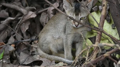 Cat sitting on a patch of grass. Stock Footage 295850920