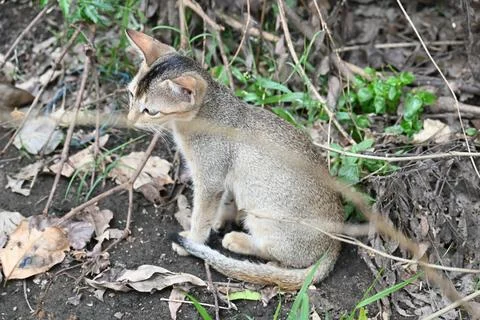 Cat sitting on a patch of grass. Stock Photos