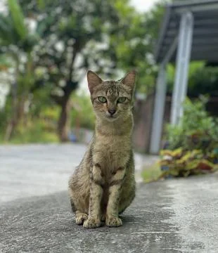 A cat sitting on the path and looking at the camera Stock Photos