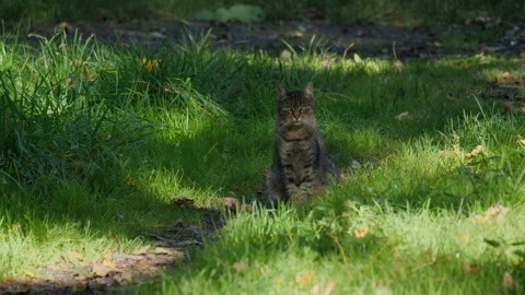 Cat sitting on a path in a meadow Stock Footage 219531549