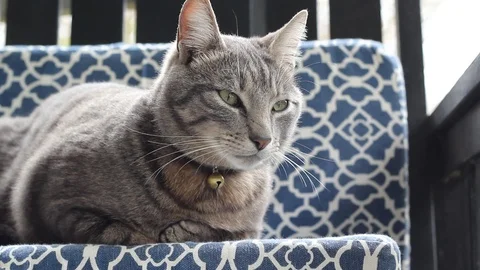 Cat sitting on patterned chair and moving ears while listening Stock Footage 106368669