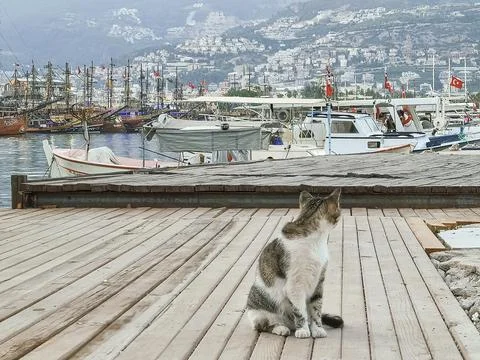 Cat sitting on pavement against backdrop of seaport and mountains. soft focus Stock Photos