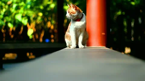 Cat sitting in Pavilion in Suzhou with background blurred, China Stock Footage