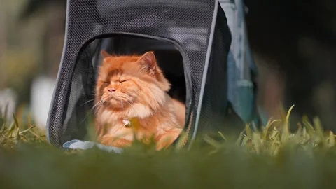 Cat Sitting in a Pet Carrier Backpack, Relaxing and Enjoying Nature in the Park Video stock 298867125