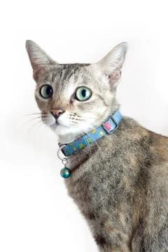 Cat sitting Stock Photos