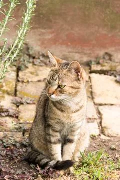 Cat sitting Stock-Fotos