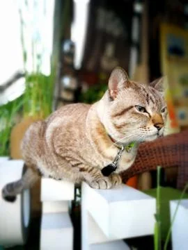 Cat sitting Stock Photos