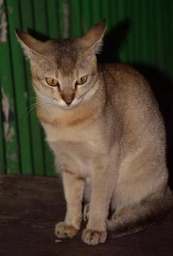Cat sitting Stock Photos
