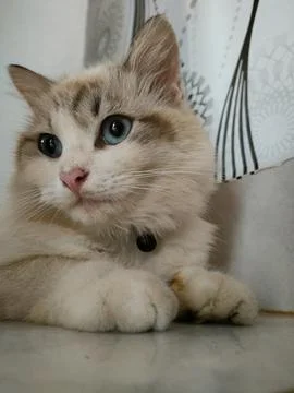 A cat sitting Foto stock