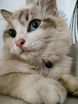 A cat sitting Foto stock