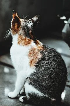 Cat sitting Foto stock