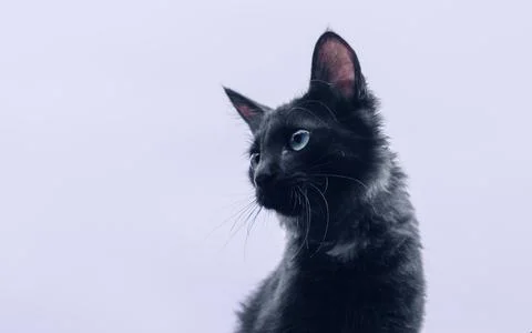Cat in sitting position and looking side posing for a portrait photograph lik Stock Photos