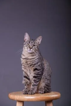 Cat sitting prondly on stool in studio Stock Photos