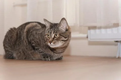 Cat sitting by the radiator Stock Photos