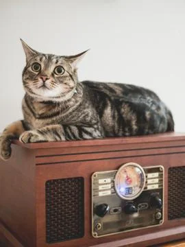 Cat Sitting on Record Player Stock Photos