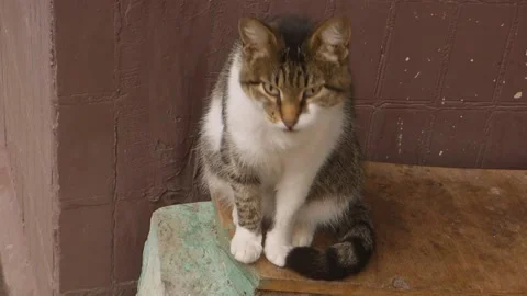 Cat sitting relaxed Stock Footage 218513720
