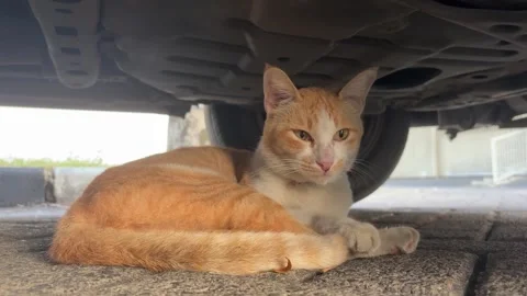 Cat Sitting Relaxed Stock Footage 311353692