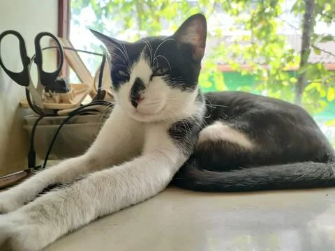 Cat Sitting Relaxed Foto stock