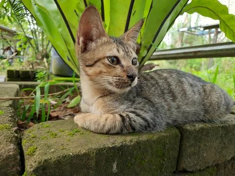 A cat is sitting relaxed Stock Photos