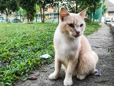 A cat sitting by the roadside Stock Photos
