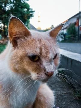 A cat sitting by the roadside Stock Photos